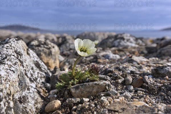 Svalbard poppy