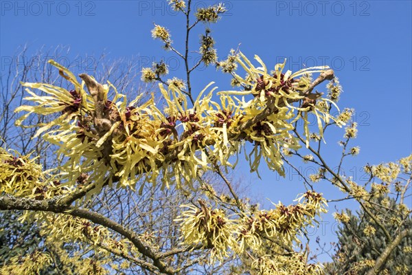 Hybrid witch hazel