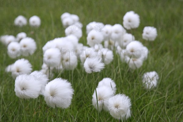 Polar White Cottongrass