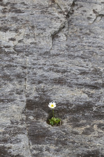 Alpine crowfoot