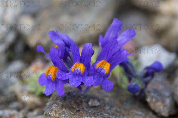 Alpine toadflax