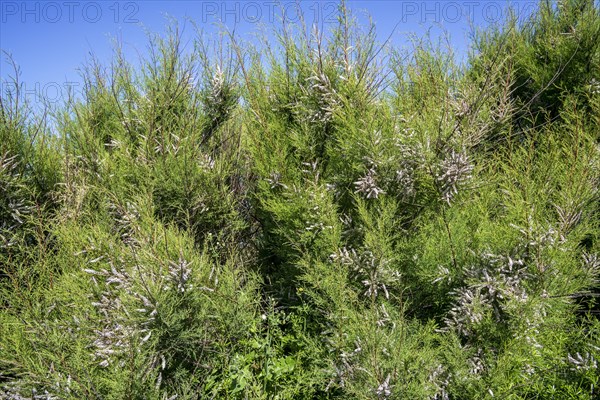 African tamarisk