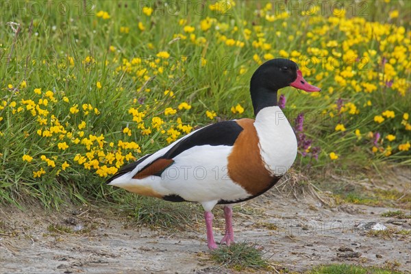 Common shelduck