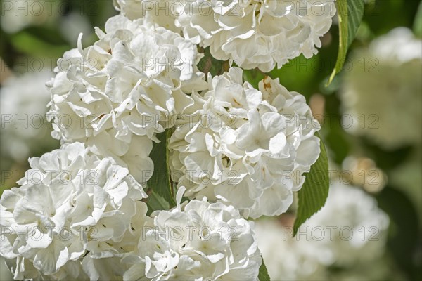 (Viburnum plicatum) Thunberg's original, Viburnum tomentosum sterile, close up of white flowers in spring