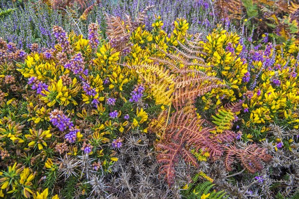 Bell heather