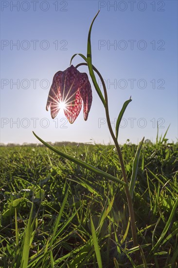 Snake's head fritillary