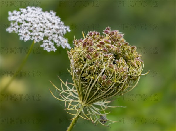 Wild carrot