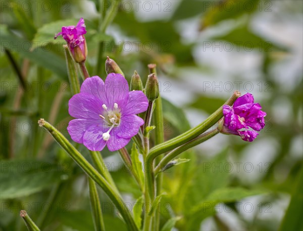 Great willowherb