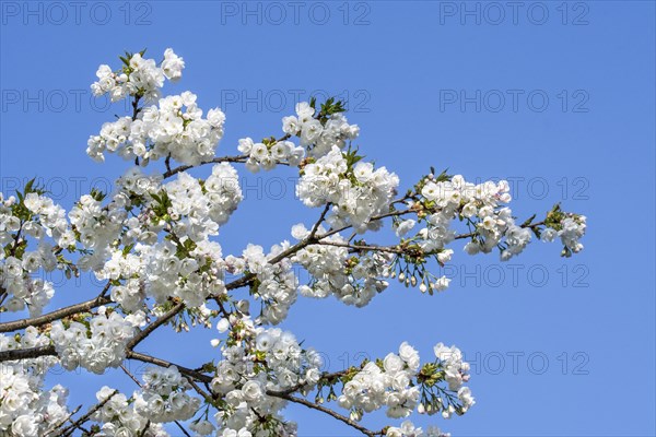 Japanese cherry