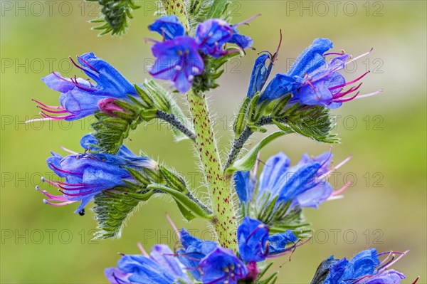 Viper's bugloss