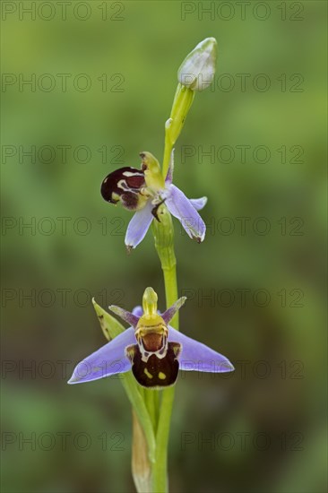 Bee orchid