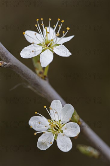 Blackthorn