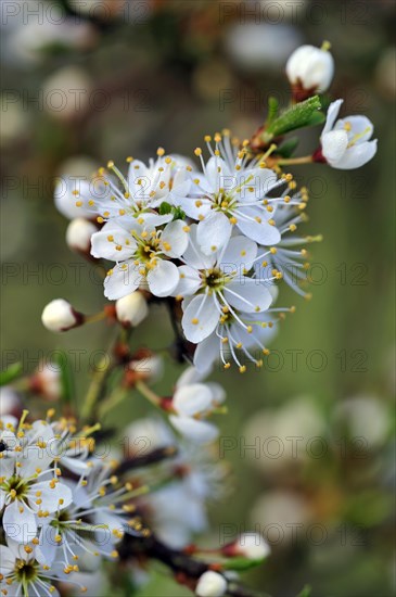 Close up of Sloe bush