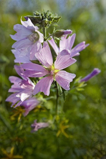 Musk-mallow