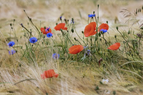 Wildflowers like cornflowers