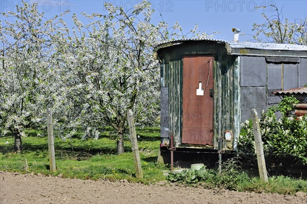 Shack and half-standard apple tree