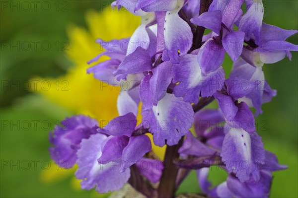 Early purple orchid