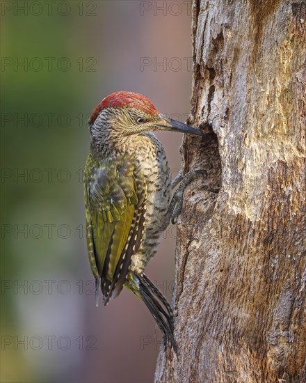 European green woodpecker