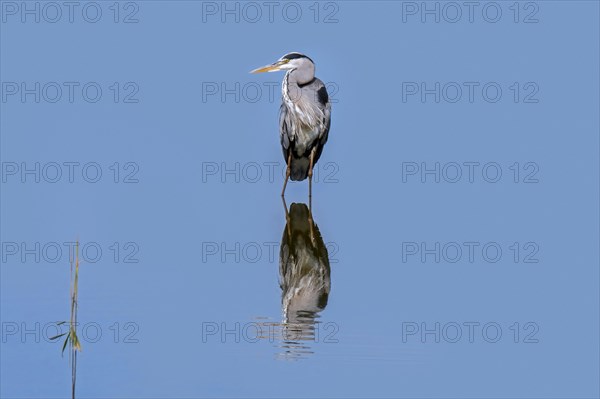 Reflection of grey heron