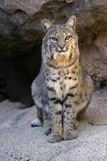 Bobcat