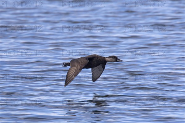 Common scoter