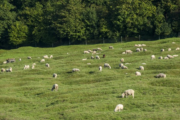 Sheep grazing in preserved battlefield showing bomb craters near the Canadian National Vimy Memorial