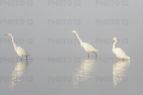 Three great white egrets