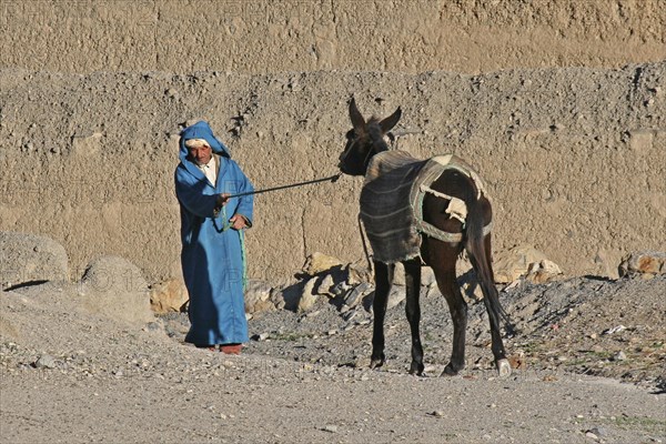 Berber man pulling stubborn mule
