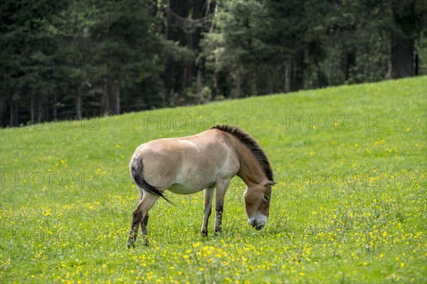 Przewalski horse