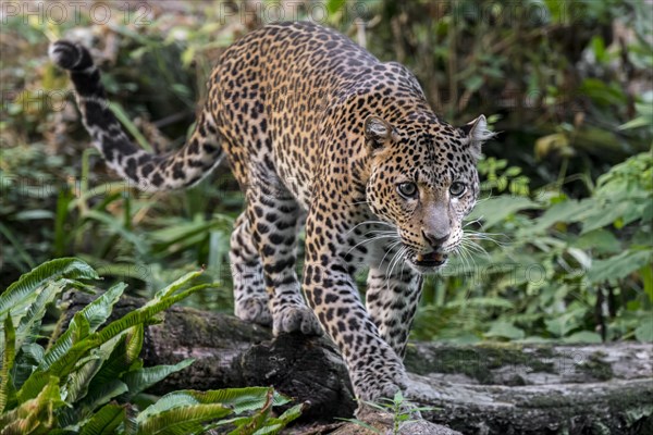 Javan leopard