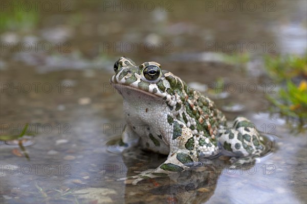 European Green Toad