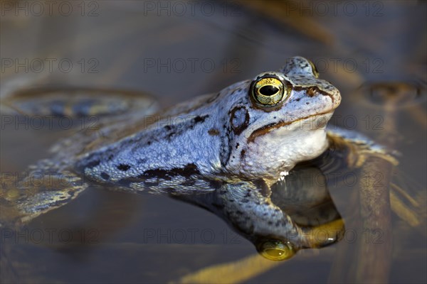 Moor Frog