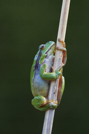 European tree frog