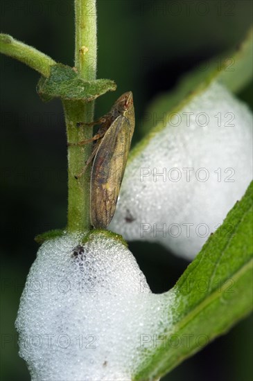 Meadow froghopper