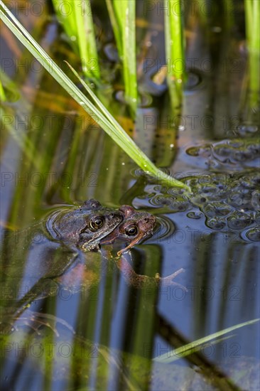 European common frog