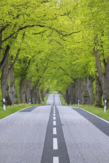 Empty road lined with silver linden