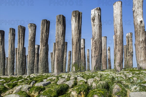 Wooden poles of groyne