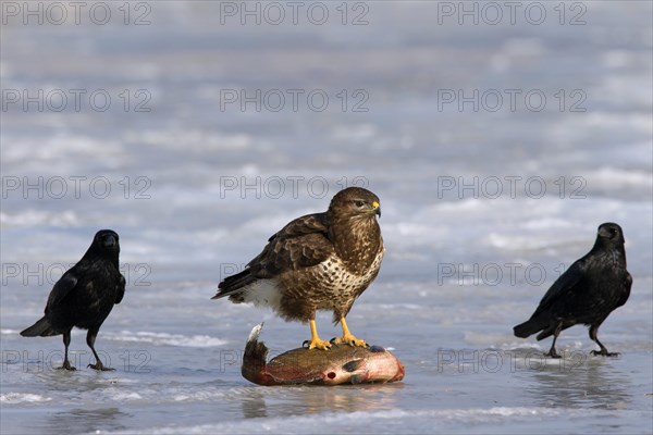 Two Carrion crows