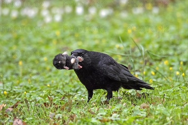 Carrion crow