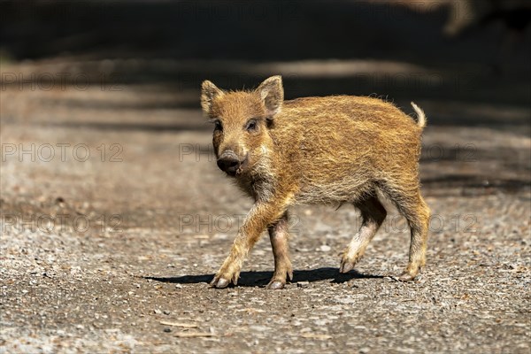 Wild boar