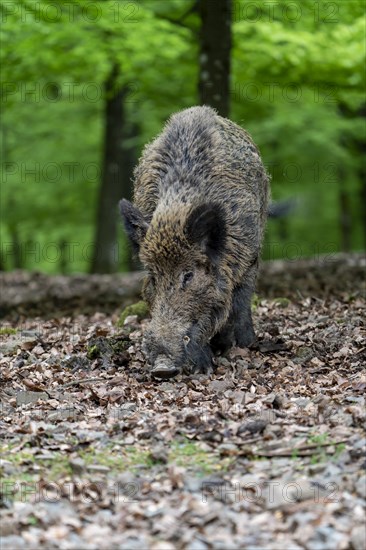 Wild boar