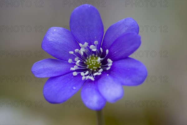 Common Hepatica