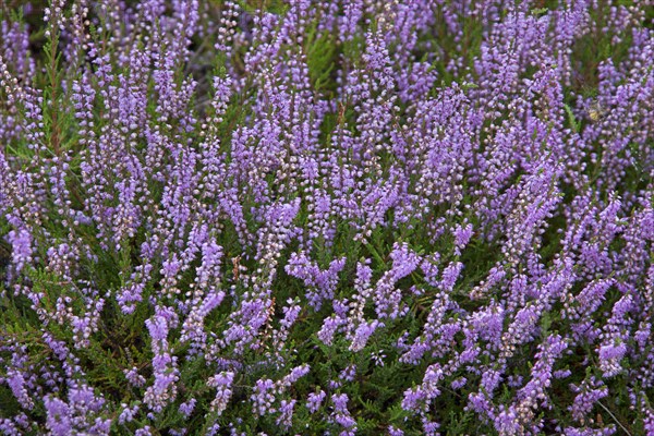 Common heather