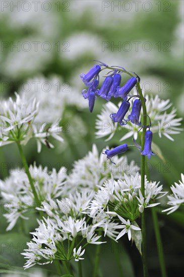 Wild garlic