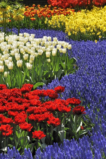 Flowerbed with colourful tulips