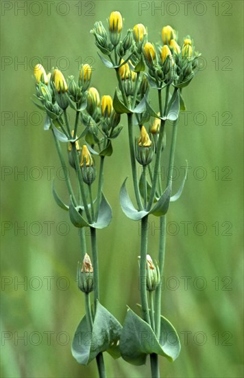 Yellow-wort