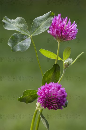 Red clover