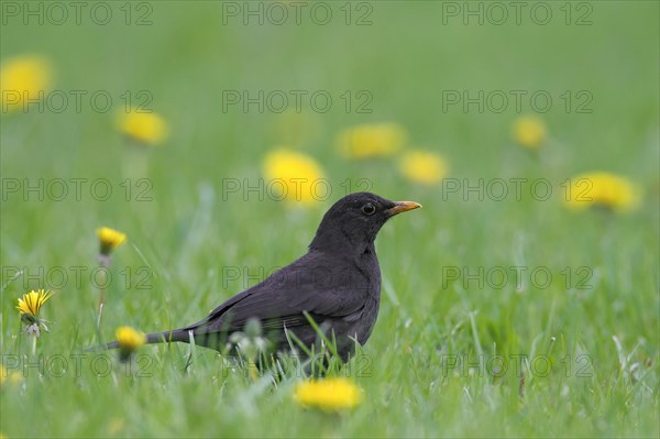 Common blackbird