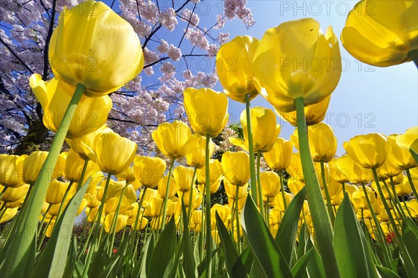 Worm's eye view on flowerbed with yellow tulips