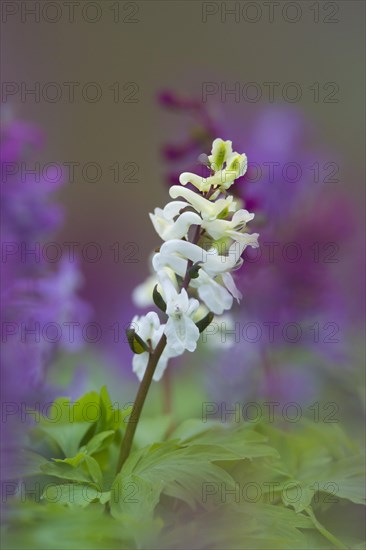 Bulbous Corydalis